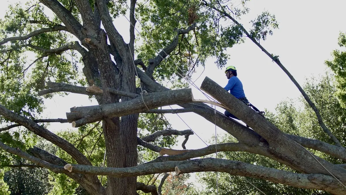 Professional Crown Thinning performed by certified arborists in Donnelly