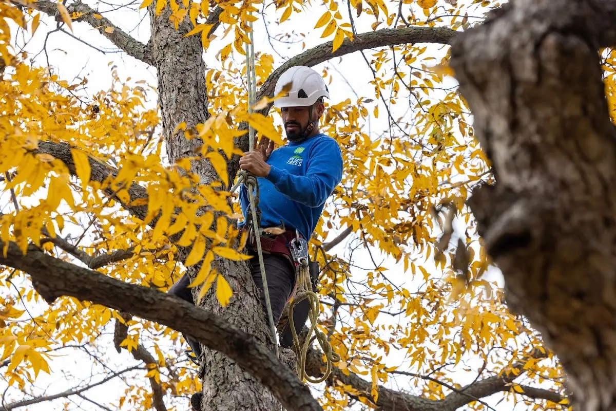 Skilled Storm Damage Cleanup crew working in Donnelly